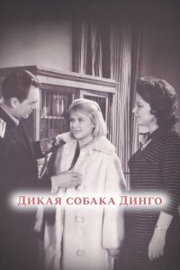  Дикая собака динго 